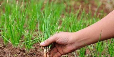 Obrada luka prije sadnje solju i kalijum permanganatom